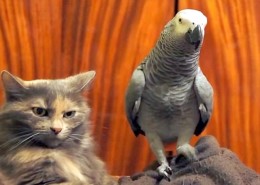 118-when-this-bird-sees-the-grouchy-cat-how-he-tries-to-cheer-him-up-backfires-hilariously