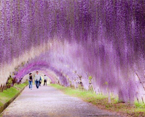 12641510-R3L8T8D-700-kawachi-fuji-garden-wisteria-tunnel-kitakyushu-japan-4