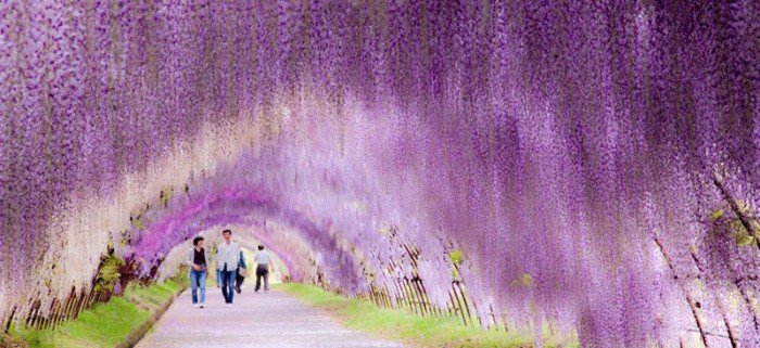 12641510-R3L8T8D-700-kawachi-fuji-garden-wisteria-tunnel-kitakyushu-japan-4
