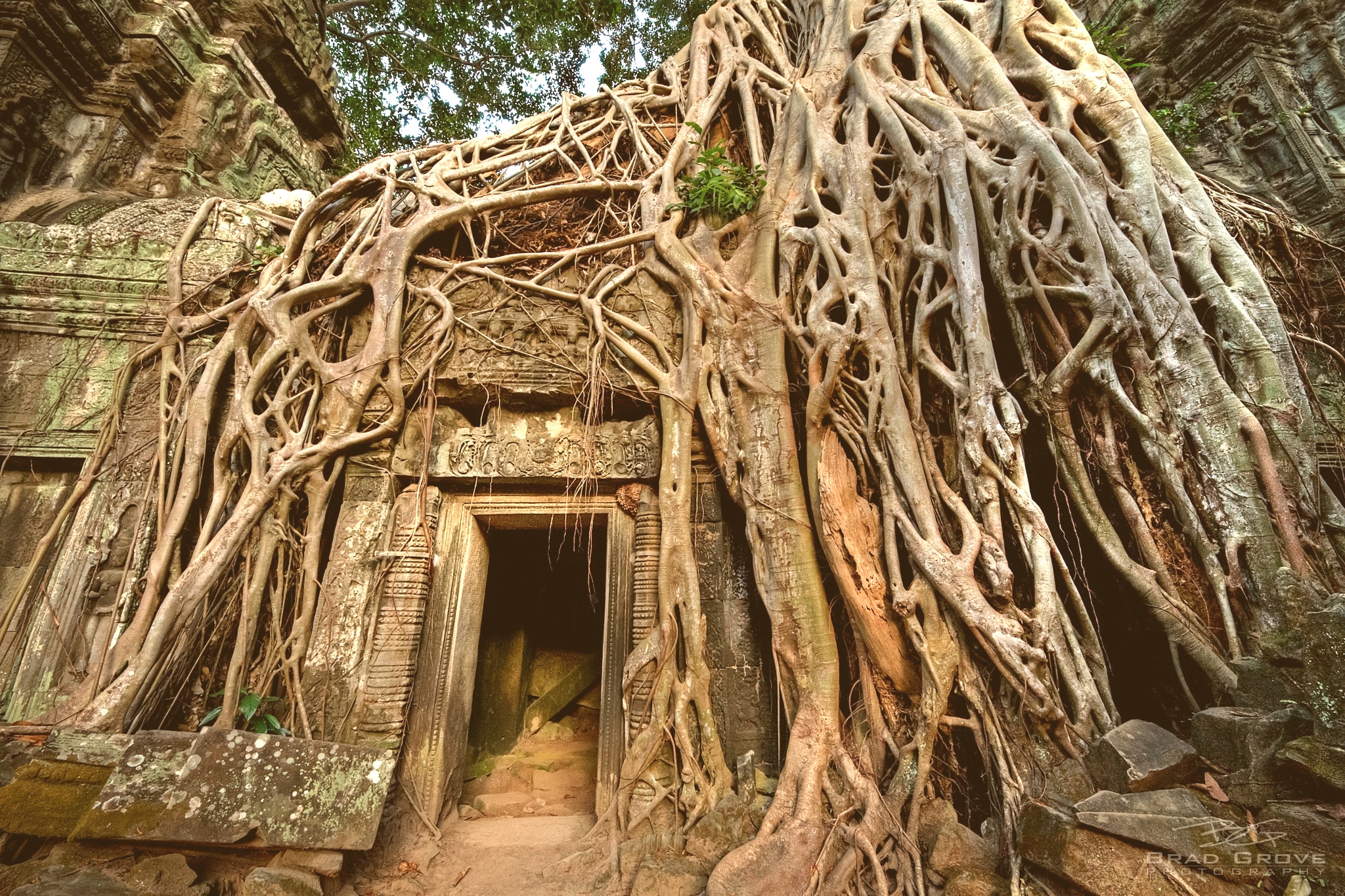 Огромный корень дерева. Баньян, Камбоджа. Фикус Камбоджи. Досковидные корни фикуса. Кальпаврикша дерево.