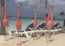 rozovii-flamingo